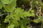 Sweet cicely <BR>Anise-root <BR>longstyle sweetroot